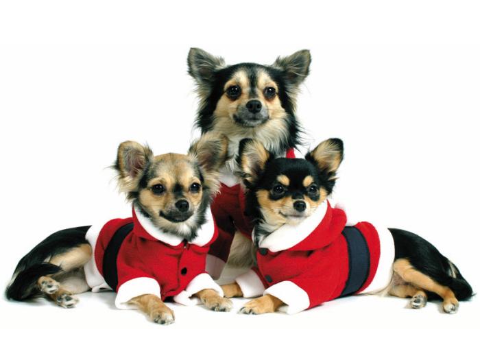Theo Julenissedragt til Hunde - Festligt Juleudstyr!